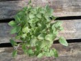 /album/kepgaleria-/oregano-jpg1/